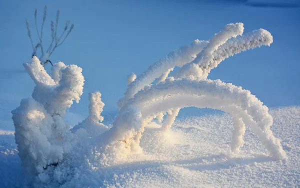 Frozen tree at the winter sea shore Stock Photo