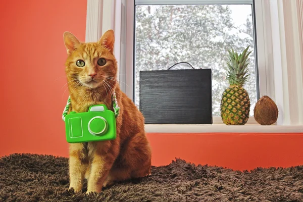 Cat with Camera Ready for a Tropical Vacation