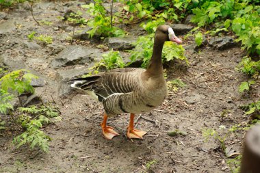Hayvanat bahçesindeki kaz