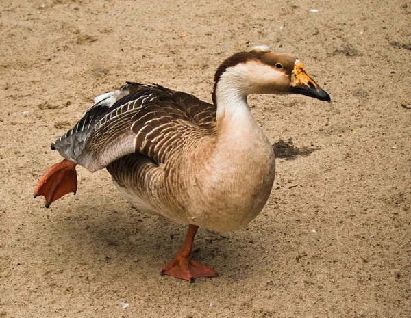 Wild duck in zoo — Stock Photo, Image