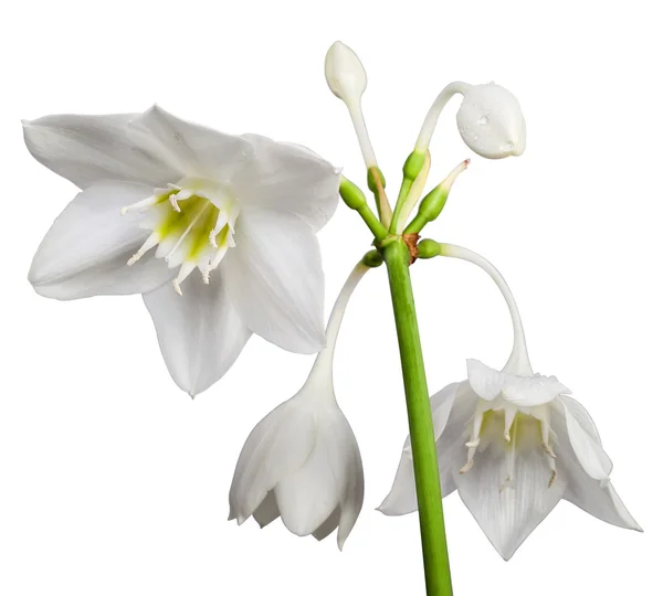 White Eucharis Grandiflora Flower — Stock Photo, Image
