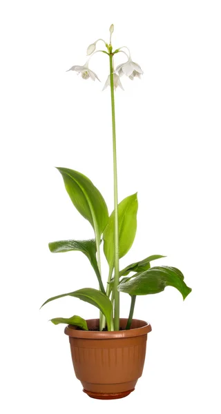 Eucaristía Blanca Flor Grandiflora —  Fotos de Stock