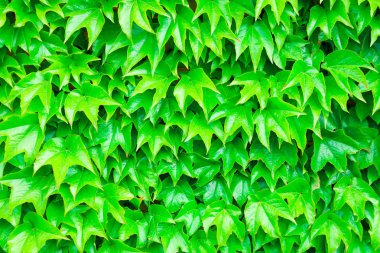 arka plan olarak leavesleaves