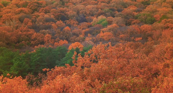 Дерева на осінь — стокове фото