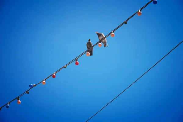Två duvor på tråden — Stockfoto
