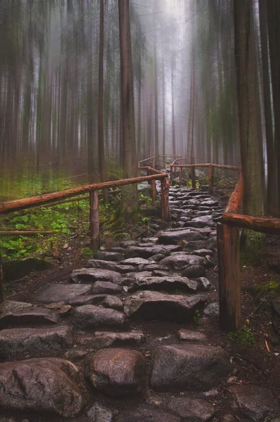 Kamenná cesta v lese — Stock fotografie