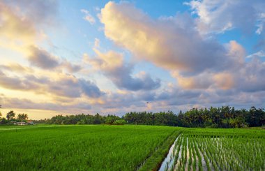 Bali 'de gün batımında pirinç tarlaları.