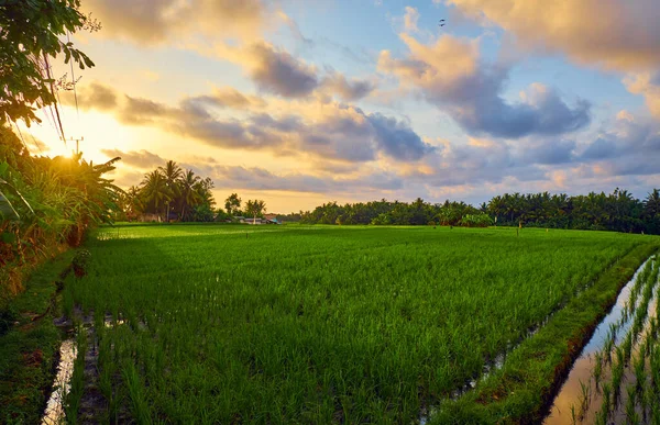 巴厘村的绿稻田 — 图库照片