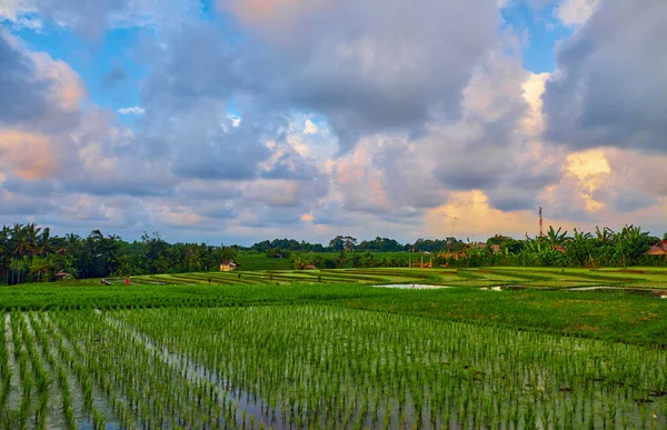 Reisfeld Auf Der Insel Bali Indonesien Stockbild