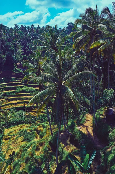 Palmbos Naast Rijstterrassen Prachtig Landschap Bali — Stockfoto