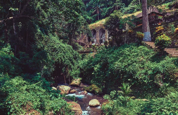 강기슭의 정글에 — 스톡 사진
