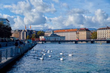 İsviçre, Cenevre - 10 Ekim 2019: Kuğular şehrin merkezindeki nehirde yüzüyorlar.