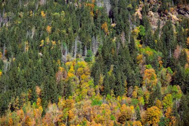 Dağlardaki yoğun sonbahar ormanı manzarası. Alpler, Fransa.