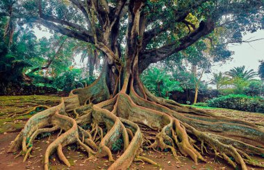 Antonio Borges Garden 'daki Avustralya banyan ağacı. Ponta Delgada, Azores, Portekiz.