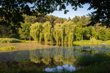 Bir göl ile yaz park