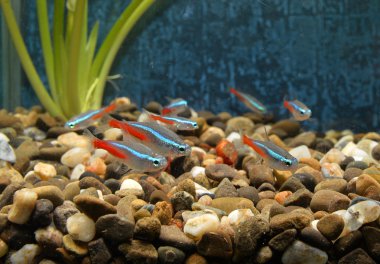 Little fishes in an aquarium clipart
