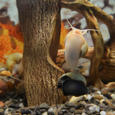 Beautiful snails in the aquarium clipart