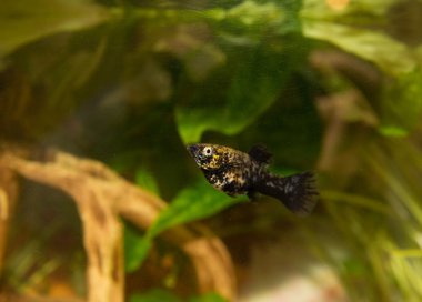 Akvaryumdaki güzel balıklar