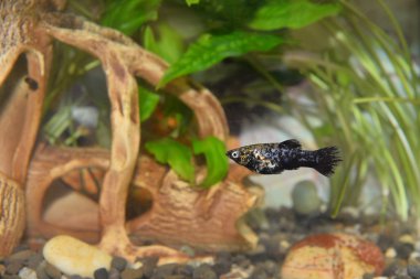 Akvaryumdaki güzel balıklar