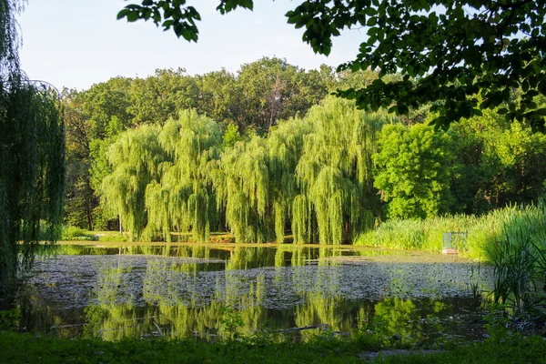 Parque de verão com um lago — Fotografia de Stock