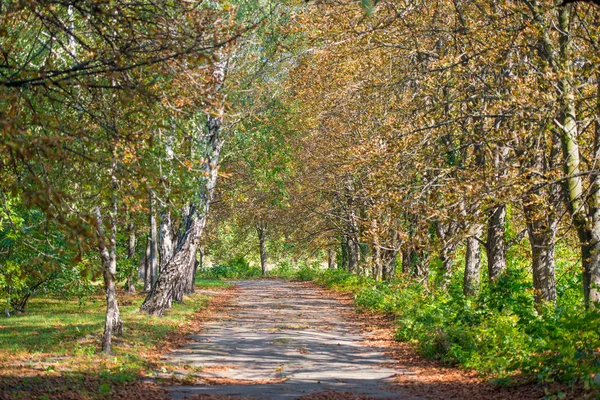 Vacker höst park — Stockfoto