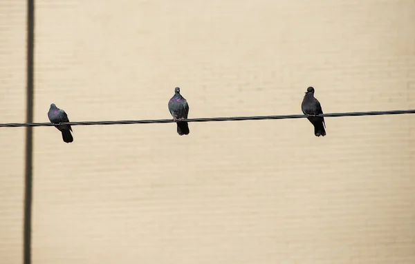 Trois pigeons assis sur le câble — Photo