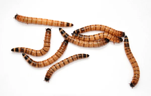 Brown beetle larvae — Stock Photo, Image