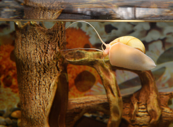 Beautiful snail in the aquarium