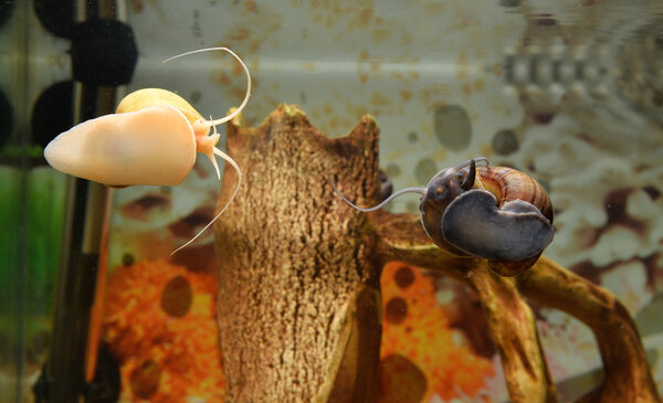 Beautiful snails in the aquarium