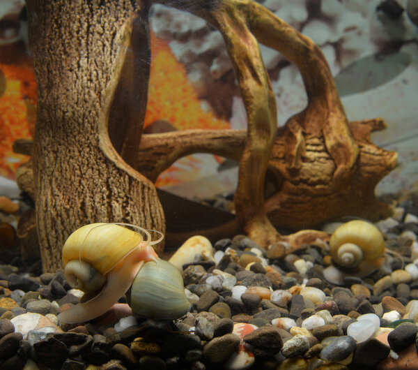 Beautiful snails in the aquarium