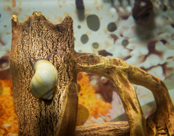 Schöne Schnecke im Aquarium — Stockfoto