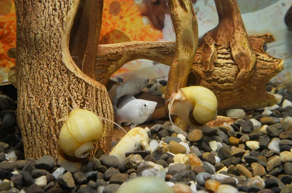 Hermosos caracoles en el acuario — Foto de Stock