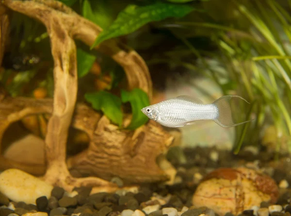 Piękne ryby w akwarium — Zdjęcie stockowe