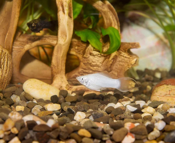 Schöne Fische im Aquarium — Stockfoto