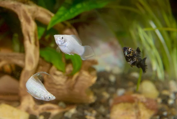 Schöne Fische im Aquarium — Stockfoto