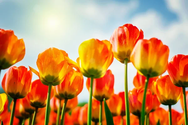 Tulips Stock Photo