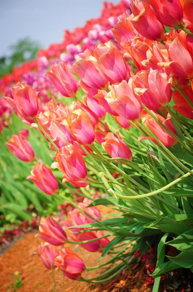 Tulips — Stock Photo, Image