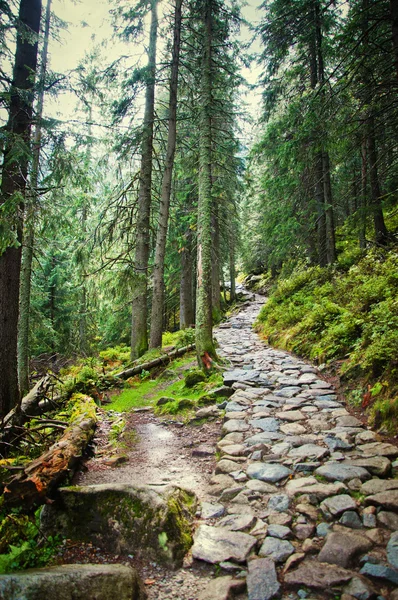 Stone trail — Stock Photo, Image