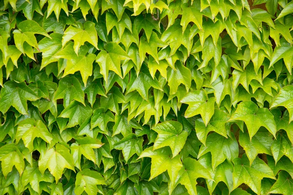 Folhas como fundo — Fotografia de Stock