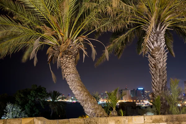 Árboles en Tel-Aviv — Foto de Stock