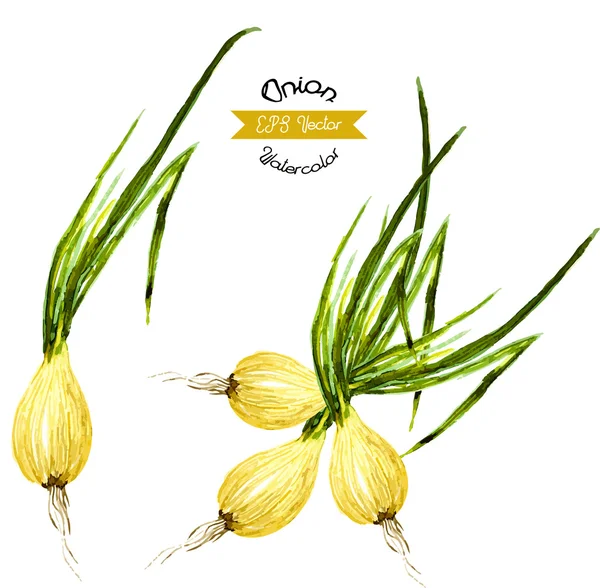 Organic onion watercolor vector illustration — Stock Vector