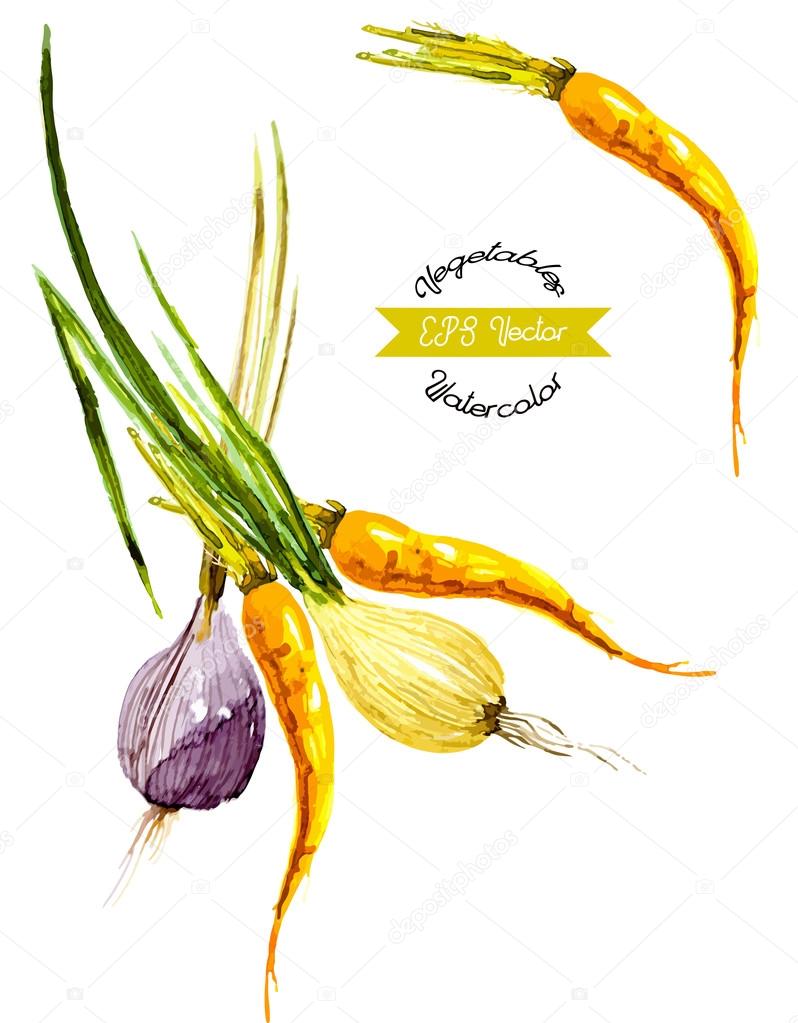 Watercolor vegetables. Onion and carrot. Vector illustrated