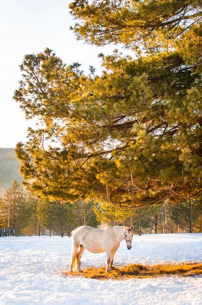 Horses grazing in a field Stock Photo