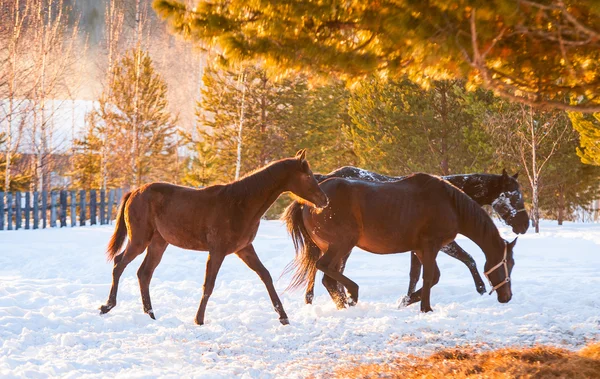 Horses grazing in a field Royalty Free Stock Images