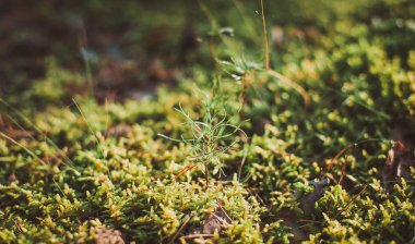 Yosun küçük mantar. Sonbahar