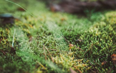 Yosun küçük mantar. Sonbahar