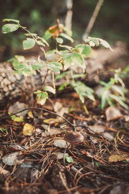 Yosun küçük mantar. Sonbahar