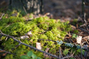 Yosun küçük mantar. Sonbahar