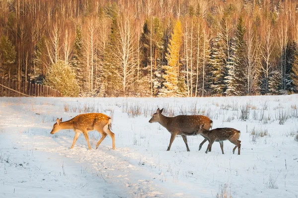 Deer in the Park Stock Picture