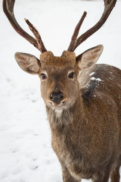 Deer in the Park Stock Photo